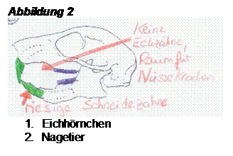 Textfeld: Abbildung 2
 
1.	Eichhrnchen
2.	Nagetier

