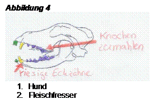 Textfeld: Abbildung 4
 
1.	Hund
2.	Fleischfresser

